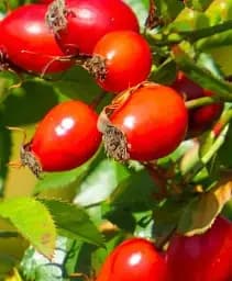 Саженец Agro-Market Шиповник ягодный бесшипный Глобус (поливитаминный, крупноплодный, морозостойкий сорт) 1 шт. в упаковке (85978)