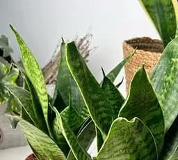 Саджанець Agro-Market Сансевієрія Green Hahnii висота рослини 15-25 см (181123) 1 шт. в упаковці (кімнатний) - мініатюра 2