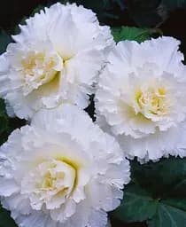 Клубень Agro-Market Бегония Махровая Non Stop White 1 шт. в упаковке (71618)