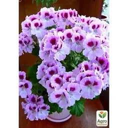 Саджанець Agro-Market Пеларгонія Королівська Aristo Orchid (контейнер № 10 висота 10-20 см) (49115) 1 шт. в упаковці - мініатюра 2