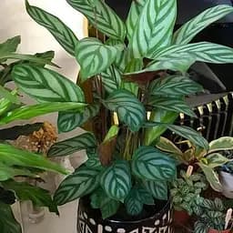 LMTD Ктенанта Agro-Market Compactista 70-90 см (188576)1 саженец в упаковке (комнатный) Нидерланды