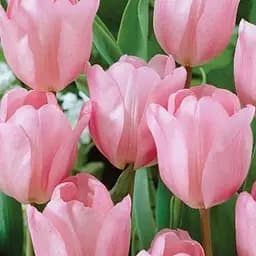 Тюльпан "Apricot Delight" (186322) 2 шт