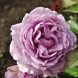 Роза флорибунда Agro-Market Love Song Лав Сонг саженец класса АА+ высший сорт 1 шт. в упаковке (105200)