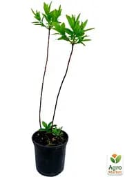 Саджанець Agro-Market Азалія 2-х річна Mandarin Lights С2 висота 25-50см (152174) - мініатюра 3