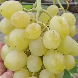 Саджанець Agro-Market Виноград Джерельце (хрустка м'якоть з мускатним смаком, зверхранній) (50820) 1 шт. в пакуванні