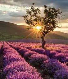 Agrobox з саджанцем декоративної рослини Agro-Market 1 шт. в упаковці (48044)