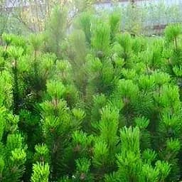 Саджанець Agro-Market Сосна гірська Мугус (Mughus) горщик P9 (38179)