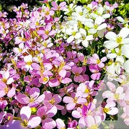 Арабис Садиба Центр Весенний шарм 0.1г 