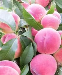 Саджанець Agro-Market Персик Харбінгер (великоплідний сорт, ранній термін дозрівання) 1 шт. в упаковці (61963)