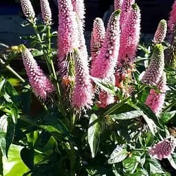 Вероніка колосиста "First Choice" вазон С2 (188399) 1 саженец