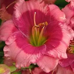 Лилейник "Dragon Eye" 1 шт (47648)