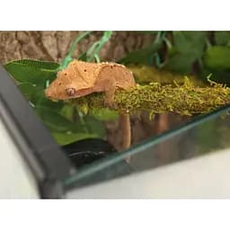 Ліана гнучка з натуральним мохом для тераріуму Repti-Zoo Artificial Moss Vine 1,5см x 2м (RV0215) - мініатюра 5