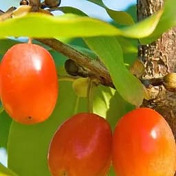 Саженец Agro-Market Кизил Коралловый Марка (ранний срок созревания) 1 шт. в упаковке (178401)