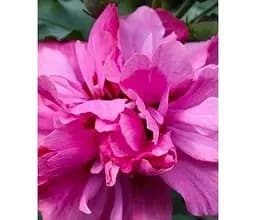 Саджанець Agro-Market Гібіскус деревовидний махровий Магія планети (Magic of the planet) (25961) 1 шт. в упаковці