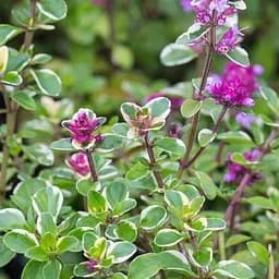 Саджанець Agro-Market Чебрець Foxley (49840) 1 шт в упаковці