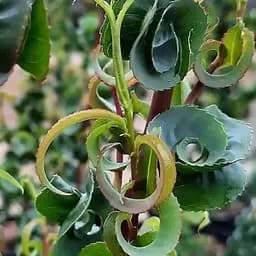 Верба 2-х річна вавілонська "Crispa" С5 висота 130-150см (183887) 1 саджанець