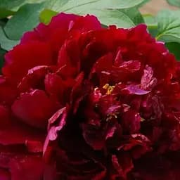 Саджанець Agro-Market Півонія деревоподібна Baiyuan's Red Clouds (75832)