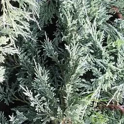 Ялівець горизонтальний "Glacier" (вазон Р9 10-15см) (189646) 1 саджанець
