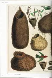 Seba. Cabinet of Natural Curiosities - мініатюра 4