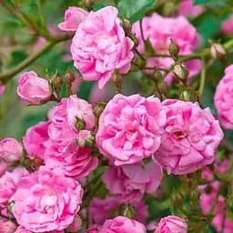 Роза плетистая Agro-Market Супер Дороти саженец класса АА+ высший сорт 1 шт. в упаковке (101874)