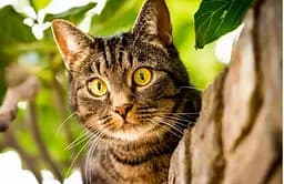 Алмазна мозаїка на підрамнику Кішка 40×50 см 71633_BGLE