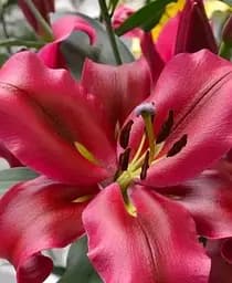 Луковица Agro-Market Лилия Гигант Touchstone 1 шт. в упаковке (52084)