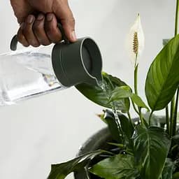 Лійка для кімнатних рослин Fiskars Carafe, 0.5 л (1080775) - мініатюра 4