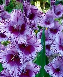 Цибулина Agro-Market Гладіолус Shady Frizzle 3 шт. (23765)