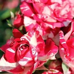 Троянда дрібноквіткова (спрей) Agro-Market Arrow Folies New саджанець класу АА+ вищий сорт 1 шт. в упаковці (177276)