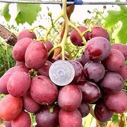 Саджанець Agro-Market Виноград Дюжина (ранньостиглий, врожайність до 100 кг з куща) (50828) 1 шт. в пакуванні