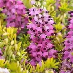 Эрика цветущая 2-летняя Ewa Gold вазон С1.5 (189912) 1 саженец в упаковке Нидерланды