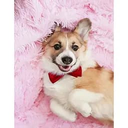 Алмазная мозаика Strateg ПРЕМИУМ Корги без подрамника размером 40х50 см (JSFH85874)