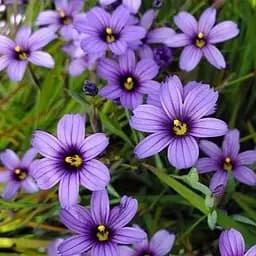 Сісюрінхій "Island Blue" (компактний багаторічник для альпійських гірок) (189567) 1 саженец