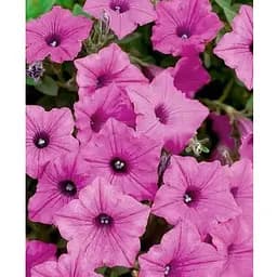 Саджанець Agro-Market Сурфінія Neon Rose (контейнер № 10, висота 10-15 см) (48018) 1 шт.