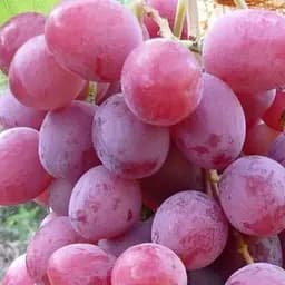 Саджанець Agro-Market Виноград Подарунок Крайнова (маса грона 1000-1500 гр, морозостійкий, хворобостійкий) 1 шт. в пакуванні (50834)