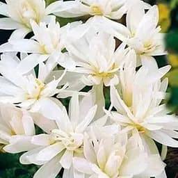 Колхикум "Alboplenum" 1 шт (17299)