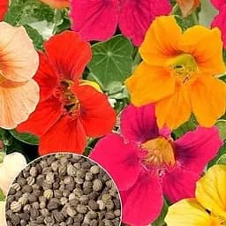 Настурция "Мерцающие звезды смесь" ТМ "Весна" 3г (32234)