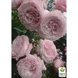 Троянда штамбова Agro-Market Фасцинейшн Fascination саджанець класу АА+ 1 шт. в упаковці (182856) - мініатюра 2