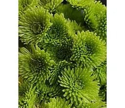 Саджанець Agro-Market Хризантема індійська Green Parakeet (низькоросла среднецветковая) (49442) 1 шт. в упаковці