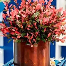 Фото Фрейзера "Little Fenna" вазон Р9 (187058) 1 саженец