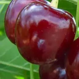 Саджанець Agro-Market Вишня Лотовка (літній сорт, пізній термін дозрівання) (46284) 1 шт. в упаковці