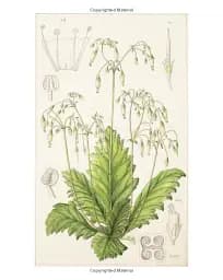 Drawn from Nature: The Flowering of Irish Botanical Art