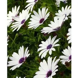 Арктотис (Зипер) Весна 1.5г (19213)