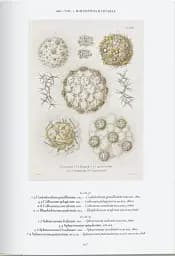 The Art and Science of Ernst Haeckel - мініатюра 5