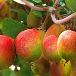 Саджанець Agro-Market Актинідія Вейки (міні-ківі, морозостійкий сорт) 1 саджанець (101833)