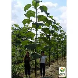 Саджанець Agro-Market Павловнія для деревини Paulownia Shan Tong (Морозостійкий Superhybrid 33С) (50583) - мініатюра 3