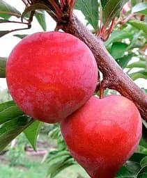 Саджанець Agro-Market Слива диплоидная Формоза (осінній сорт, середній термін дозрівання) 1 шт. в упаковці (53460)