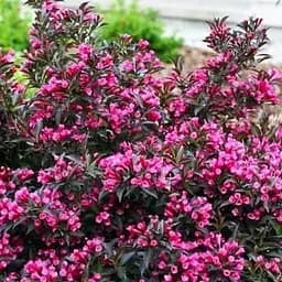 Саджанець Agro-Market Вейгела флорида квітуча 2-х річна Nana Purpurea С2, висота 20-40см (62119)