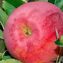 Саджанець Agro-Market Яблуня Флоріна укорінена в контейнері (саджанець 2 роки) (180490)