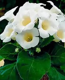 Бульба Agro-Market Глоксинія Mont Blanc (20070)